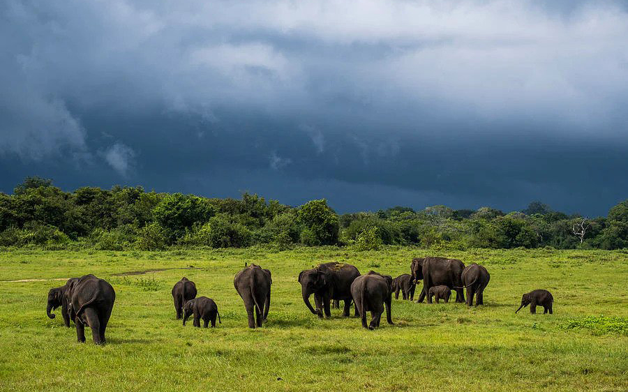 7 Days Sri Lanka Nature & Wildlife Explorer