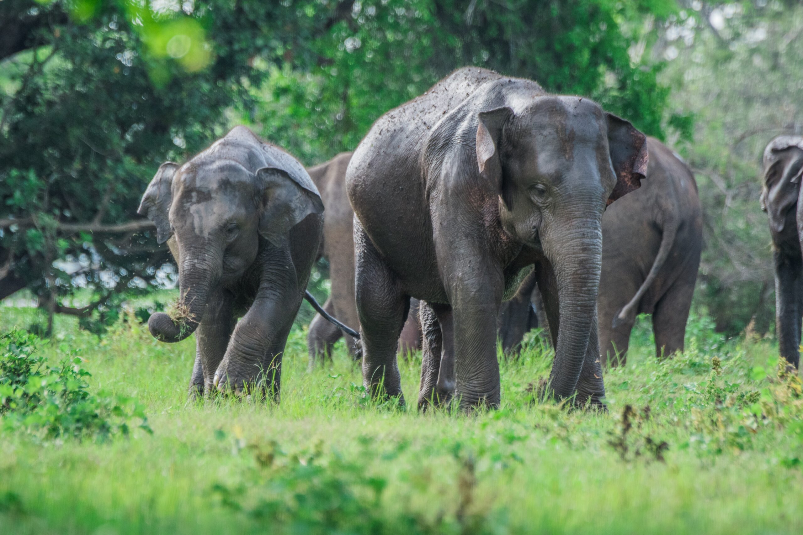 7 Days Sri Lanka Nature & Wildlife Explorer