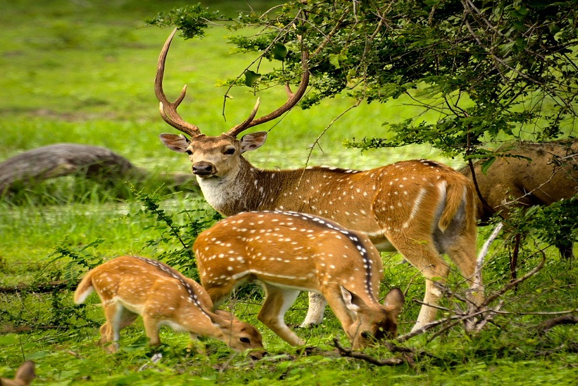 7 Days Sri Lanka Nature & Wildlife Explorer