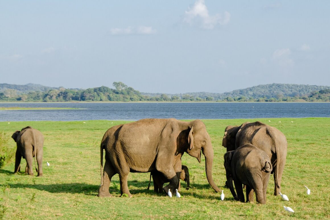 7 Days Sri Lanka Nature & Wildlife Explorer
