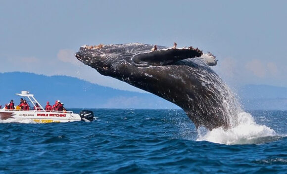 Whale Watching Whale Watching