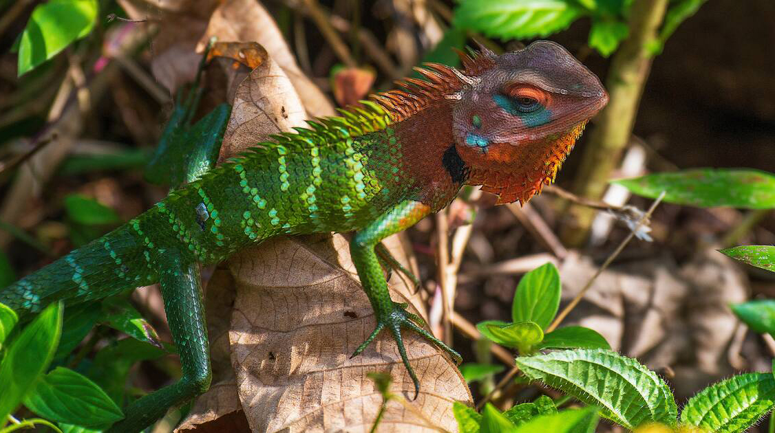 7 Days Sri Lanka Nature & Wildlife Explorer