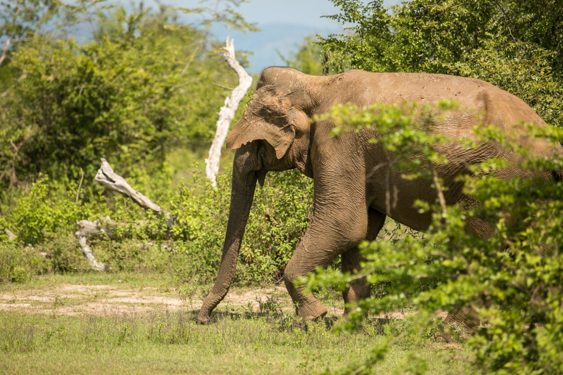 7 Days Sri Lanka Nature & Wildlife Explorer