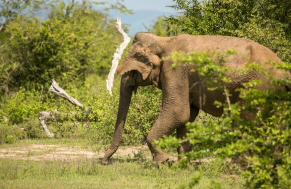 6 Days Sri Lanka Wildlife & Hill Country Escape