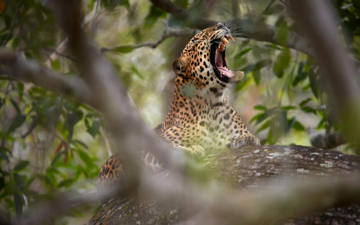 7 Days Sri Lanka Nature & Wildlife Explorer