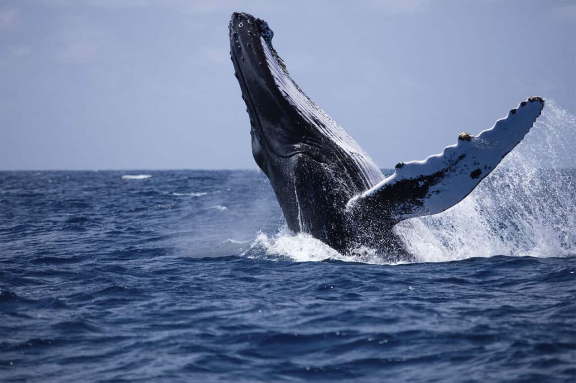 10 Days Grand Sri Lanka Explorer Tour