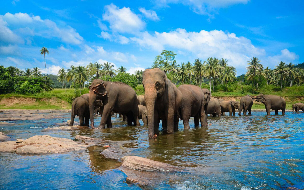 7 Days Sri Lanka Nature & Wildlife Explorer