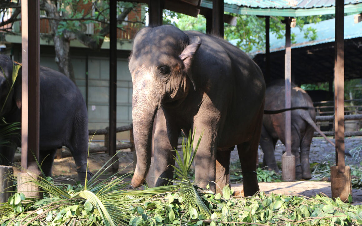 7 Days Sri Lanka Nature & Wildlife Explorer