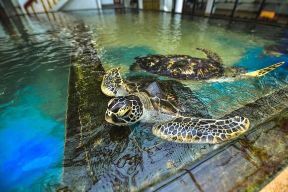 Turtle Hatchery Turtle Hatchery