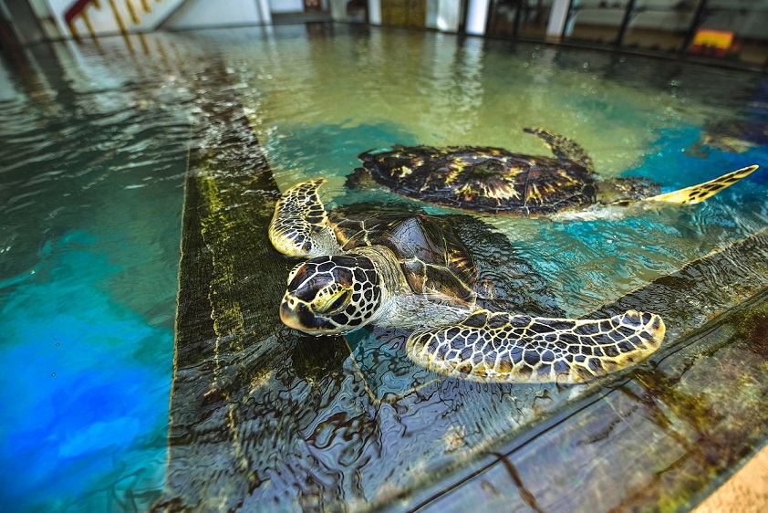 Turtle Hatchery Turtle Hatchery