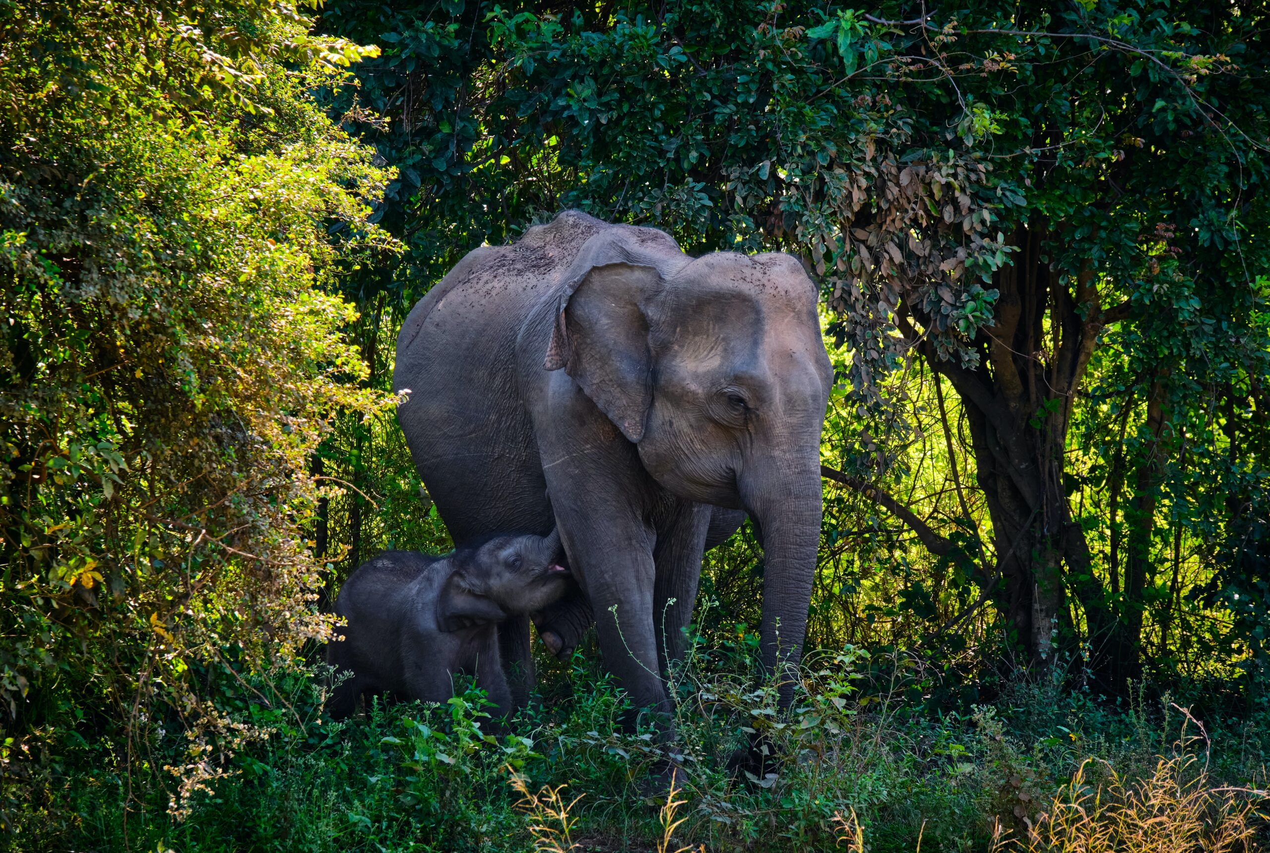 7 Days Sri Lanka Nature & Wildlife Explorer