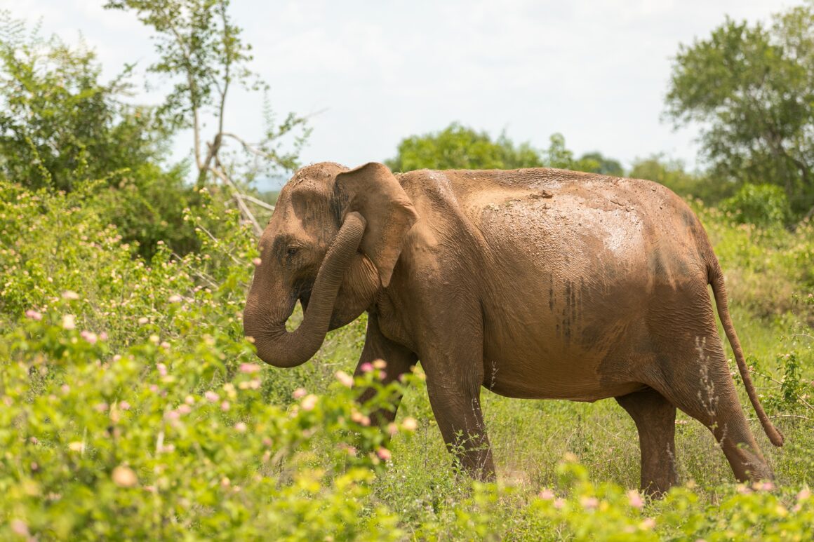 7 Days Sri Lanka Nature & Wildlife Explorer