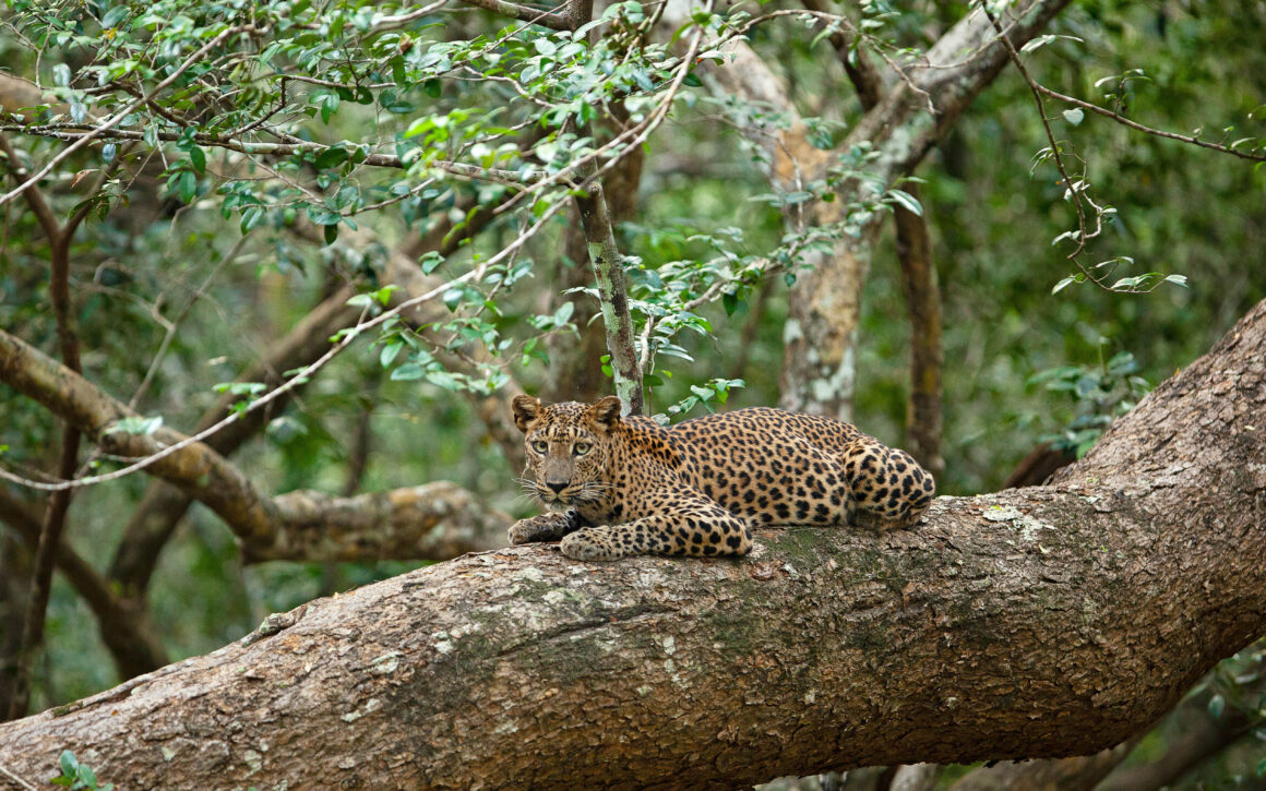 10 Days Grand Sri Lanka Explorer Tour