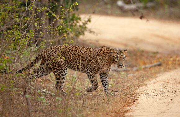 Yala National Park